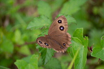 A brown butterfly on a green leaf