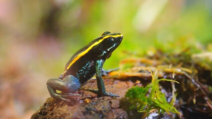 Golfodulcean Poison Dart Frog (Phyllobates vitatus) in a natural rainforest environment. Colourful...
