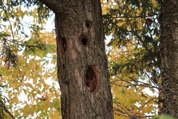 woodpecker holes