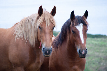 Portrait of a couple of horses.