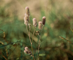 meadow clover fluffy inflorescences