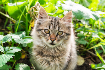 Grey striped fluffy kitten sitting on top of a green plant in a garden. High quality photo