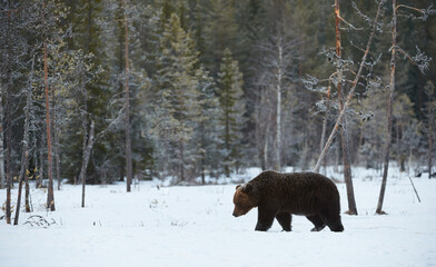 Brown bear  (Ursus arctos)walking in the snow