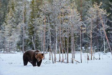 Brown bear (Ursus arctos)walking in the snow
