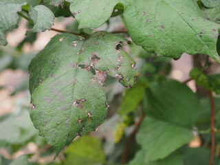 Damaged tree leaves
