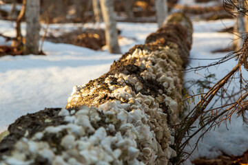 Early spring growth of mushrooms and fungi growing on a fallen tree in a snow-covered forest