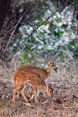  young deer in the forest, Bandhavgarh. India.