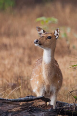 Beautiful female deer spotted dear close up, kanha national park