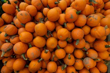 Small Orange Pumpkins in a Pile Filling the Frame