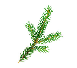 Top view of green fir tree spruce branch with needles isolated on white background