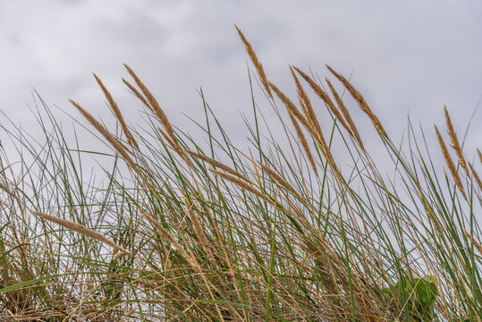 Tall Grass On The Beach