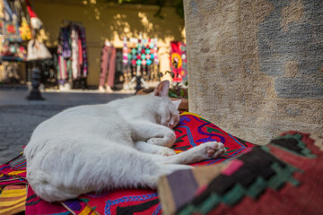 White cat sleeping on a pile of carpets in the shop with souvenirs in Istanbul, Turkey