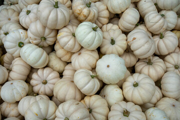 Small White Pumpkins in a Pile Filling the Frame
