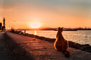 Cat sitting by the Bosphorus shore in Istanbul, Turkey during the sunset