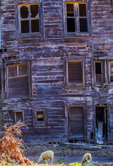 Old wooden orphanage on Buyukada Island in Istanbul Turkey