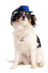 Long-haired Chihuahua with a hat