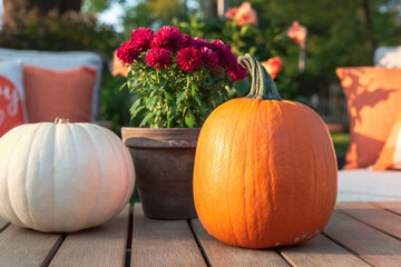 Backyard in fall with pumpkins and mums