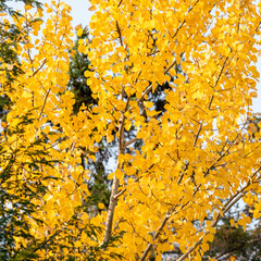 Bright yellow autumn leaves create a beautiful fall background. Concepts of seasons, nature, and environment