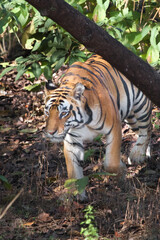 Bengal tiger in the forest. beast comes forward