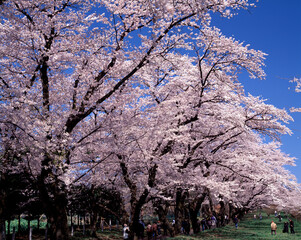 赤城南面千本桜