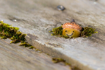 A happy little acorn peeks out of its mossy hiding spot. Cute little face with a smile and a tiny acorn hat seems to say hello. Concepts of happiness, welcome, greeting, friendly