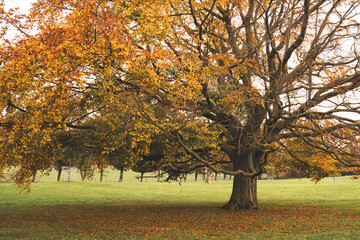 Autumn in the park orange colour tree, Nostell Priory, England, UK