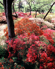 清水公園のツツジ