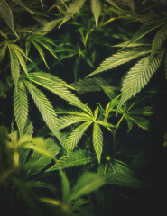Trippy Marijuana Leaf. Weed