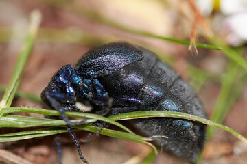 black blue oil beetle, Meloe proscarabaeus