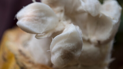 Cacao de selva central