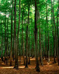 松之山の美人林