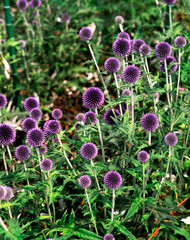 Obraz premium ルリタマアザミ