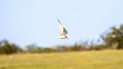 Fototapeta na wymiar A flying tern with orange beak