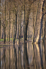 A flooded park during high tide of the river Rhine with reflections of trees in the water
