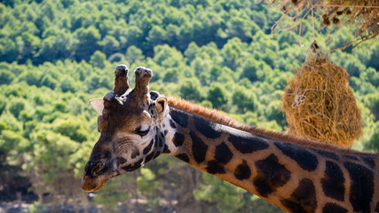 Headshot of a cute giraffe, a forest and a heap of hay in the background