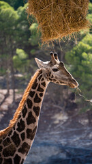 Closeup of a cute giraffe eating hay