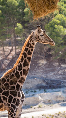 Closeup of a cute giraffe, a heap of hay hanging from the tree