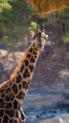 Portrait of a cute giraffe resting outside