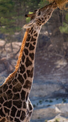 Closeup of a cute giraffe eating hay