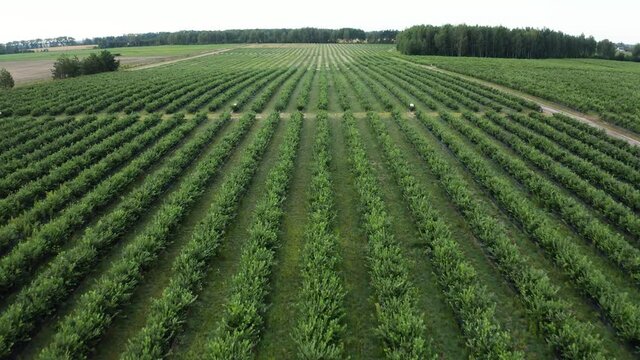 Green field of blueberry plantation in the sunny day. Blueberries before harvest. Drone shot of a beautiful landscape with blueberry field 4k