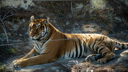 Fototapeta na wymiar Shot of a Siberian tiger, a majestic animal