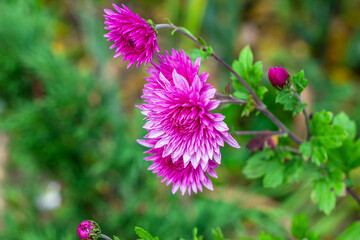 Fresh bright pink chrysanthemum flower in the garden on green grass background in summer and autumn.