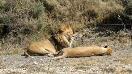 Closeup of a lion protecting the lioness