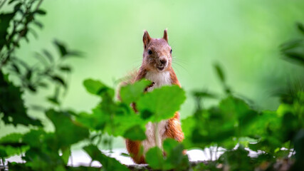 A squirrel with orange fur
