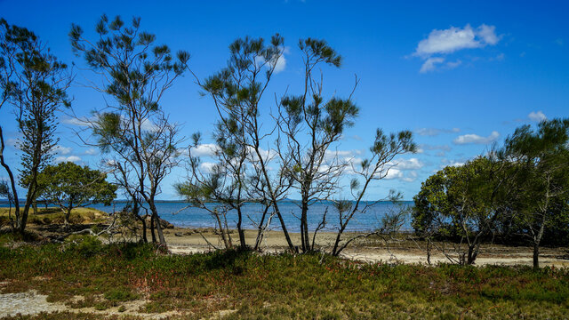 Looking through Casuarina trees to a beach and sea. Victoria Point, Queensland, Australia.