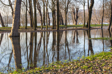 A flooded park during high tide of the river Rhine (in background) with reflections of trees in the...