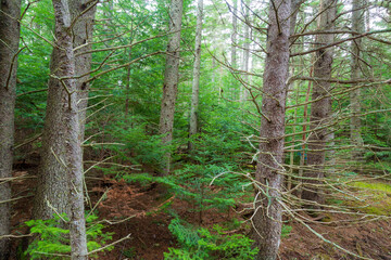 Young evergreen trees with moss on the forest ground
