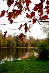 autumn in the park