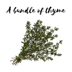 stock vector a bundle of thyme hand drawn illustration isolated on white background