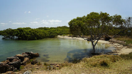 Small bay with shallow tranquil water and sandy beach, with a single mangrove tree in the...
